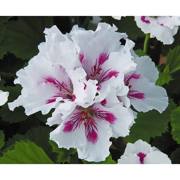 Geranium-Regal Elegance Royalty White 5.5"