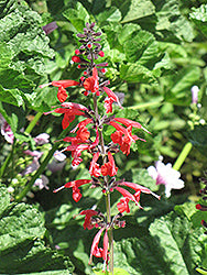 Sage-Pineapple 4"