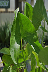 Waterplant-Arrowhead 3.5"