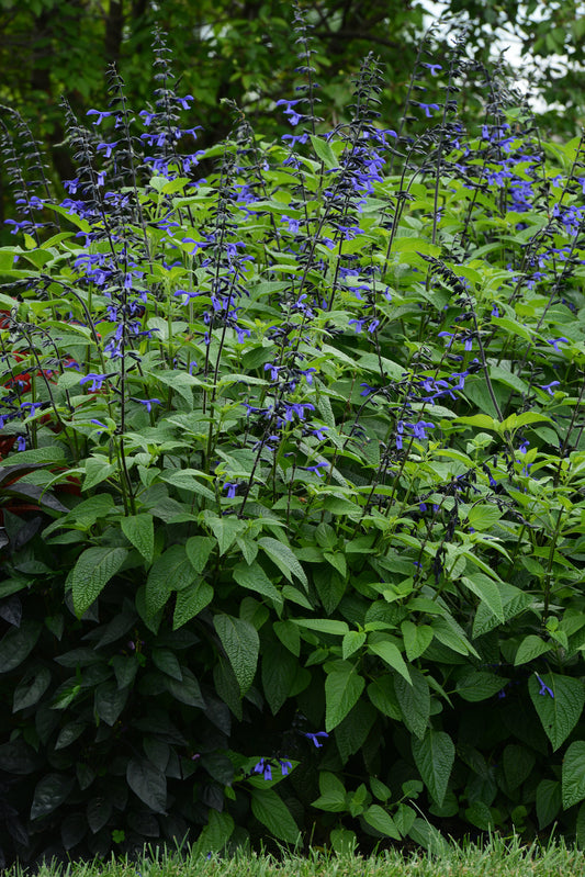 Salvia-Black & Bloom 4.3"