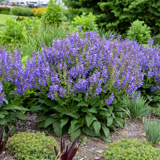 Salvia-Big Sky 1C