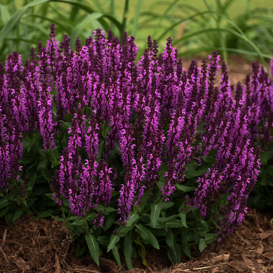 Salvia-Bumbleberry 1C