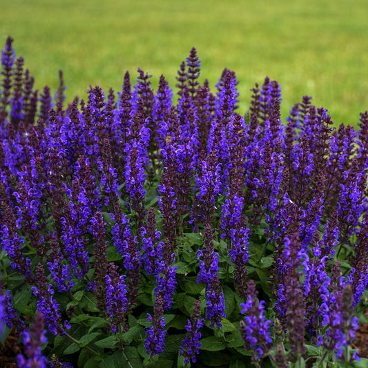 Salvia-Bumbleblue 1C