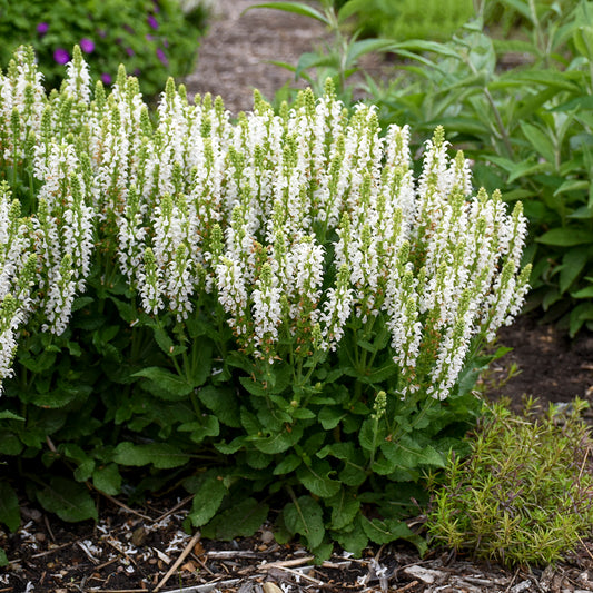 Salvia-Bumblesnow 1C