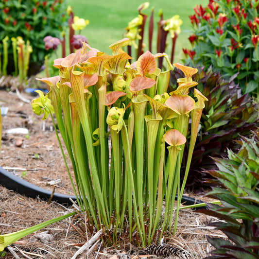 Sarracenia-Copper Top 1C