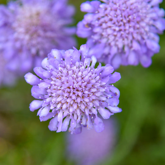 Scabiosa-Butterfly Blue 1C