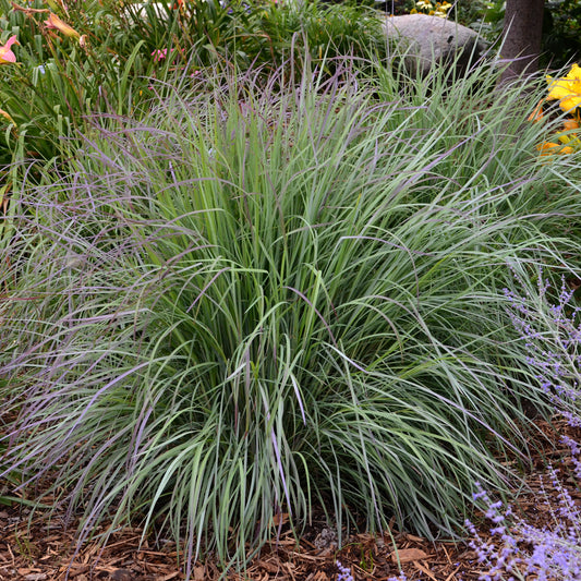 Schizachyrium-Twilight Zone 1C