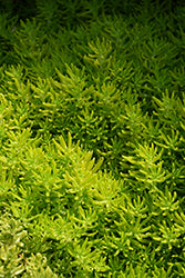 Sedum-Lemon Coral 4.3"