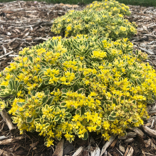 Sedum-Boogie Woogie 1C