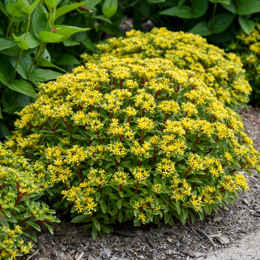Sedum-Bright Ideas 1C