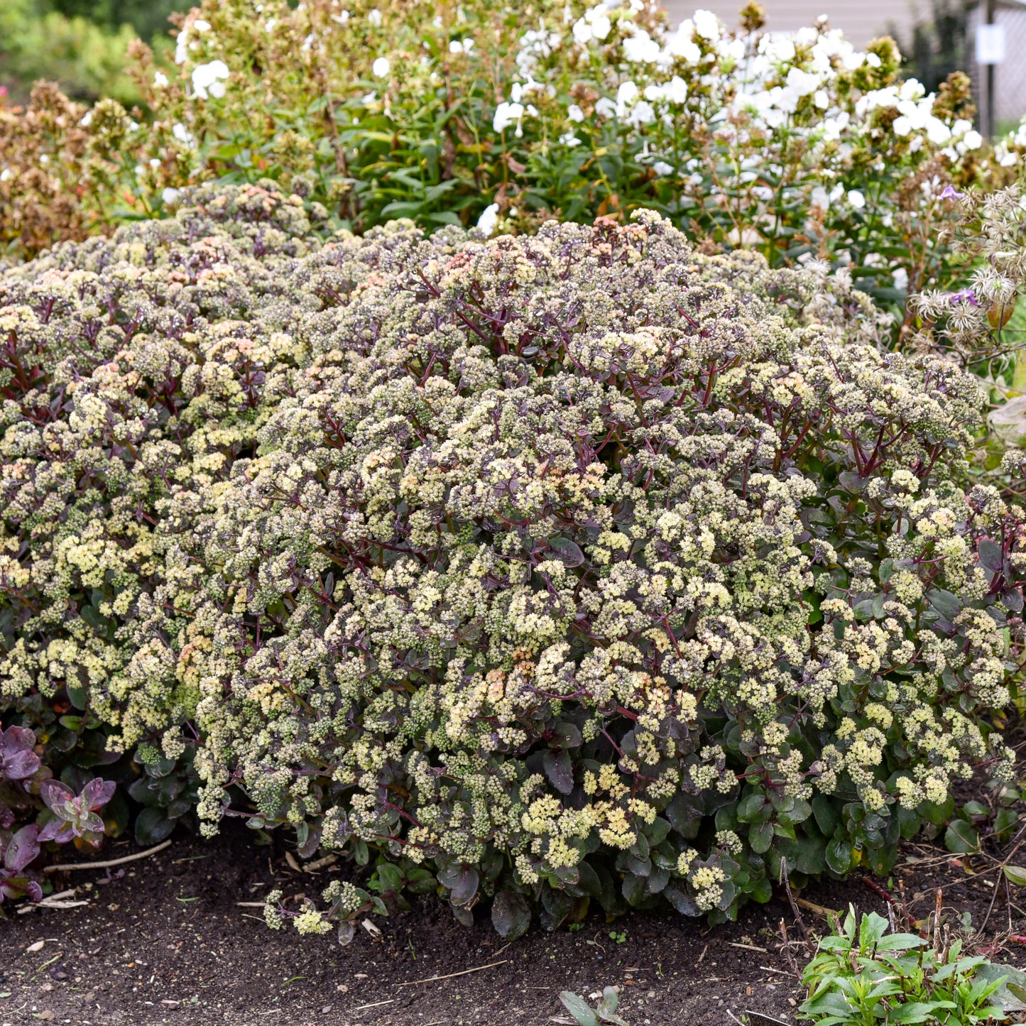 Sedum-Night Light 1C