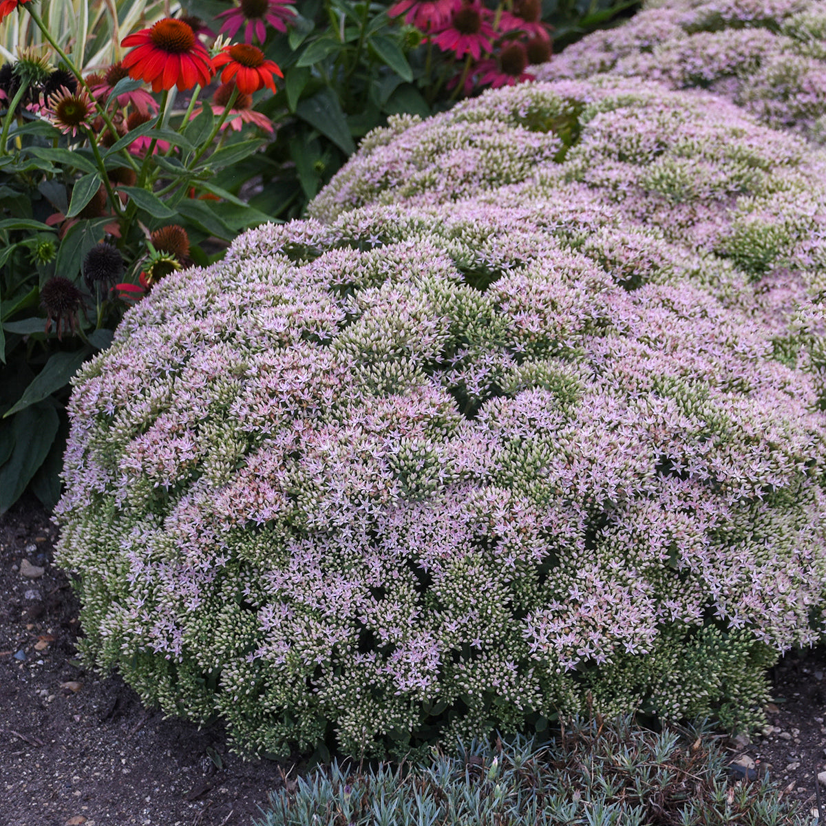 Sedum-Pure Joy 1C