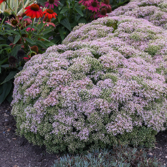 Sedum-Pure Joy 1C
