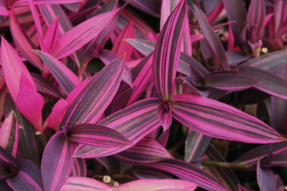 Setcreasea-Purple Variegata 3.5"