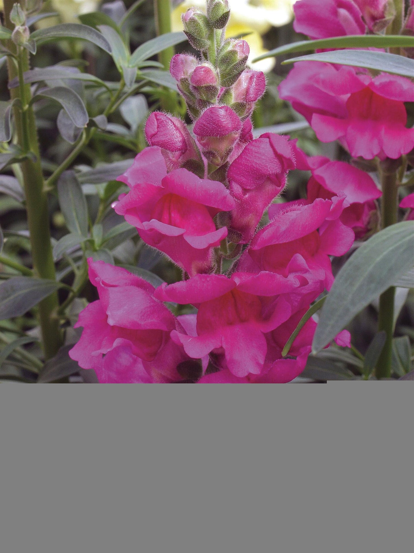 Snapdragon-Liberty Classic Lavender 4.3"