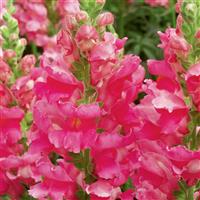 Snapdragon-Liberty Classic Rose Pink 4.3"