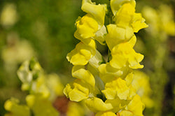 Snapdragon-Rocket Golden Yellow 6 Pack