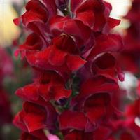Snapdragon-Rocket Red 6 Pack