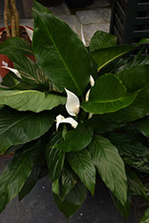 Spathiphyllum-10"