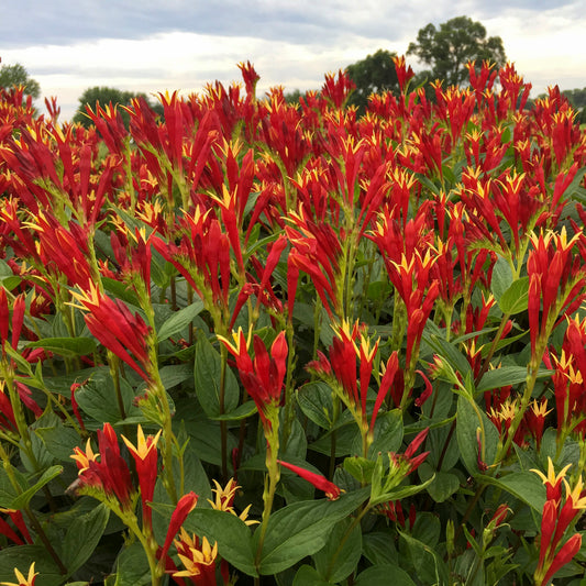 Spigelia-Little Redhead 1C