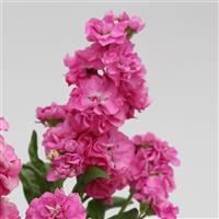 Stock-Mime Pink 4"