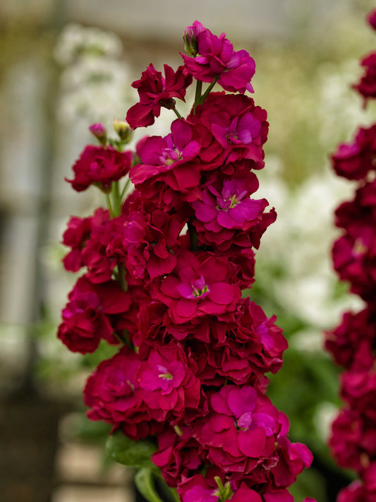 Stock-Mime Red 4"