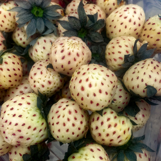 Strawberry-White Carolina 3.5"