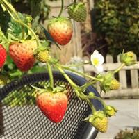 Strawberry-Delizz 3.5"
