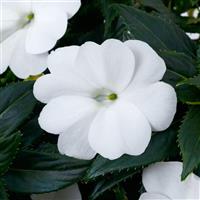 SunPatiens-Comp Classic White 4.3"