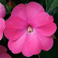 SunPatiens-Comp Hot Pink 6 Pack