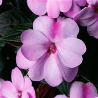 SunPatiens-Comp Lavender 6 Pack