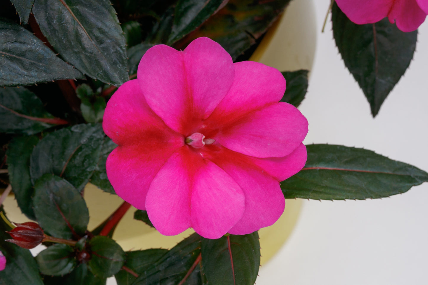 SunPatiens-Comp Purple Candy Imp 6.5"