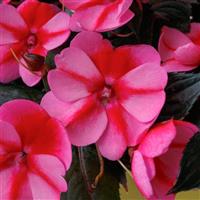 SunPatiens-Comp Red Candy 6 Pack