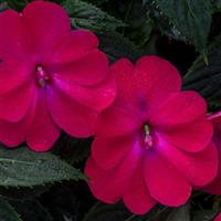 SunPatiens-Comp Rose Glow 6 Pack
