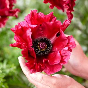 Papaver-Red Rumble 1C