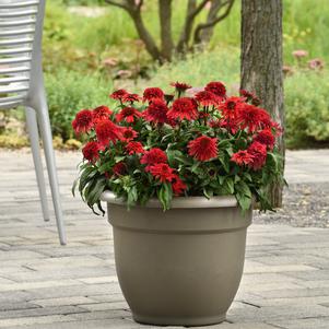 Echinacea-Strawberry Deluxe 1C