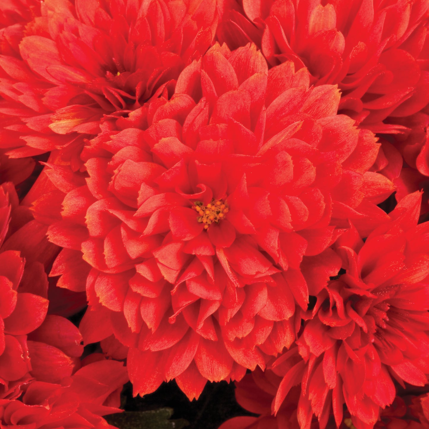 Mum- Tabitha Scarlet Red E 6"