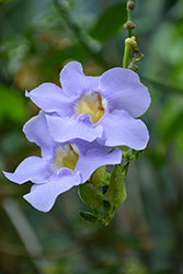 Thunbergia-Blue Sky Vine 10"
