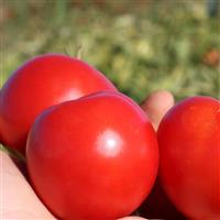 Tomato-Early Girl Plus (SLI) 3.5"
