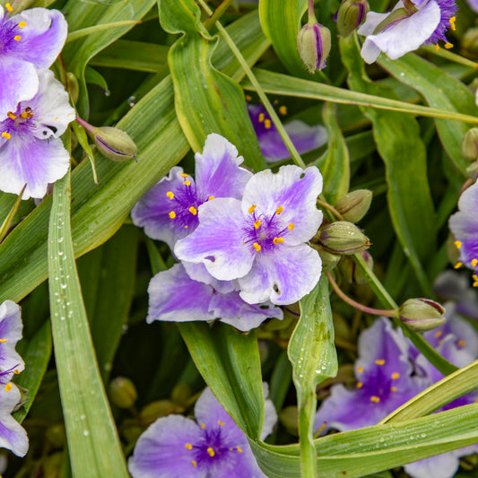 Tradescantia-Webmaster 1C