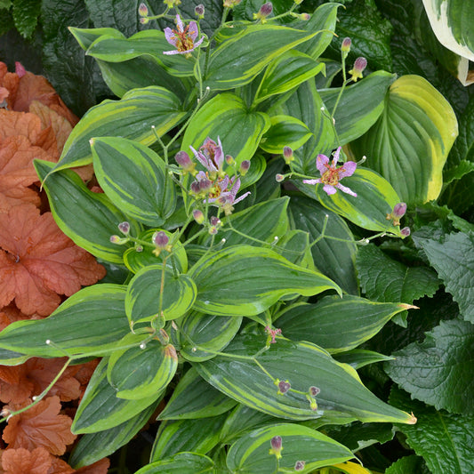 Tricyrtis-Autumn Glow 1C