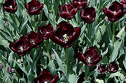 Tulip-Queen Of Night 7 Pack
