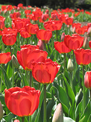 Tulip-Red Impression 7 Pack