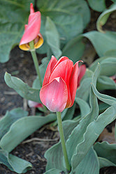 Tulip-Toronto 7 Pack