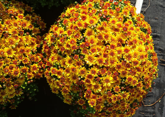 Mum Urano Orange E