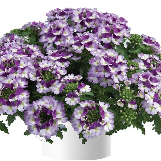 Verbena-Vanessa Compact Bicolor Purple 4.3"