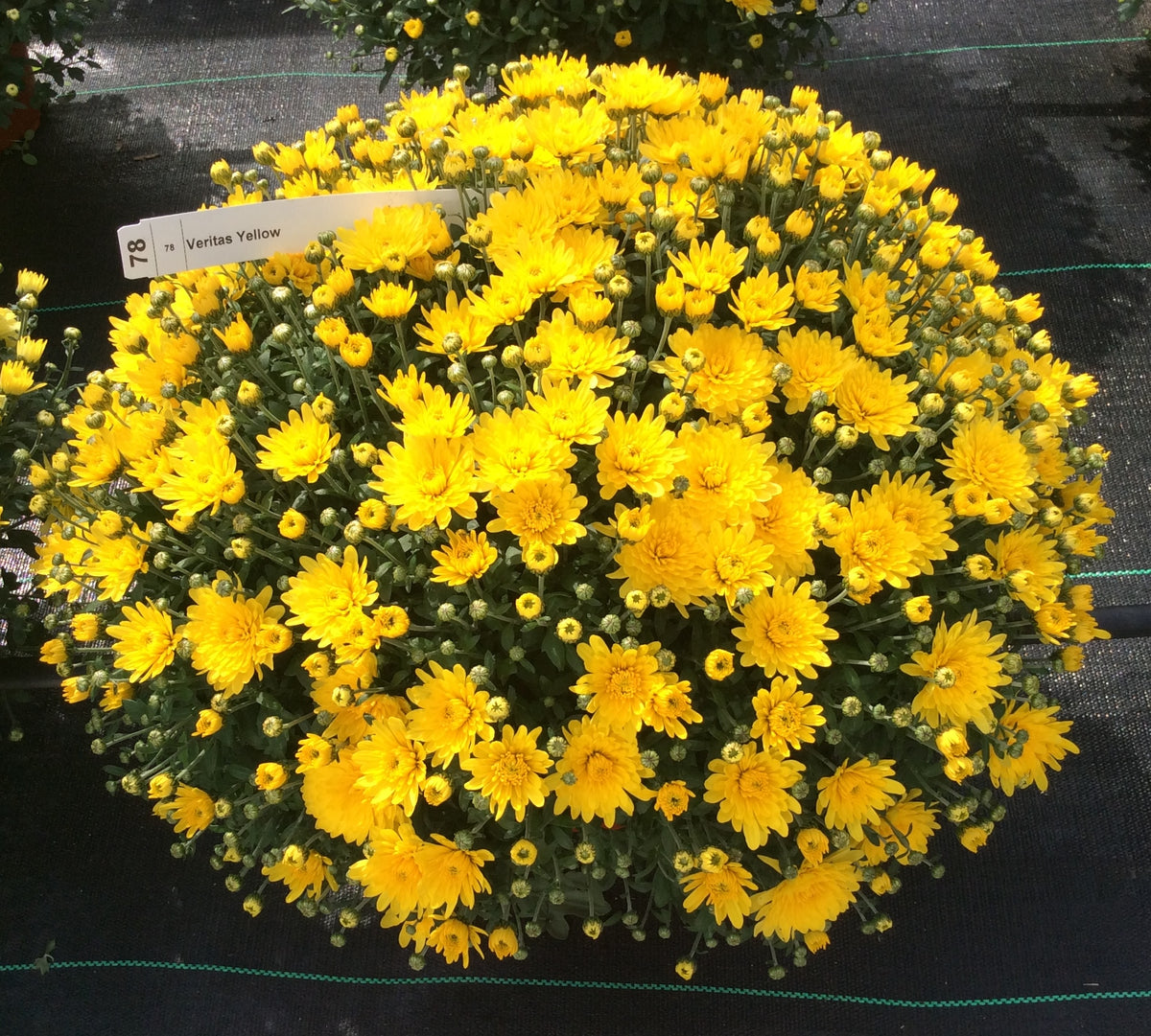 Mum- Veritas Yellow L 5C