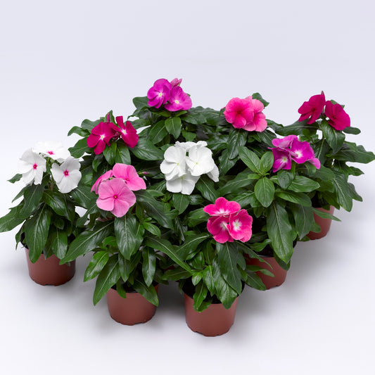 Vinca-Cora XDR Mix 6 Pack