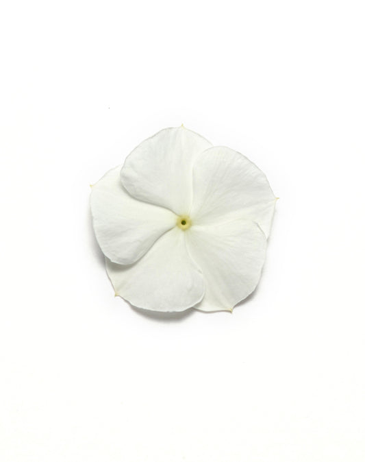 Vinca-Pac XP White 6 Pack