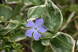 Vinca-Vine Variegated 3.5"